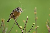 Siberian Stonechat on a branch Champagne France 