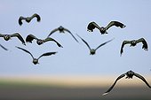 Flight of Lapwing Champagne France 