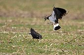 Lapwing courtship Champagne France 