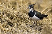 Female lapwings nest Champagne France