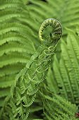 Unrolling young frond of a Fern France