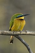 Little Bee-eater on a branch Samburu Kenya