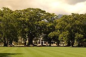 Camphor trees at Vergelegen Wine Estate South Africa  ; Vergelegen Wine Estate was founded in 1700 