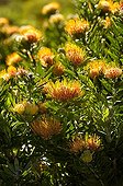 Pincushion blossoms Fynboss South Africa 