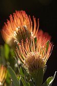 Pincushion flowers Fynboss South Africa 