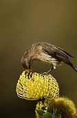 Cape Sugarbird on "Yellow Bird" Pincushion flower Africa