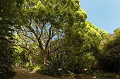 Camphor tree Kirstenbosch Botanical Garden South Africa 
