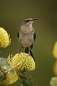 Cape Sugarbird on Pincushion flower South Africa