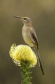 Cape Sugarbird on Pincushion flower South Africa