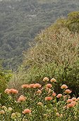 Pincushion flowers Fynbos South Africa 