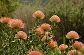 Pincushion flowers Fynbos South Africa 