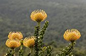 Pincushion 'Sunrise' flowers Fynbos South Africa 