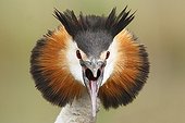 Close-up of the head of a Crested Grebe screaming