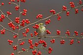 Female Siskin in a bush Ecosse