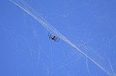 Orbweaver on his canvas in Mayotte Comoro Islands