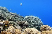 Landscape reef Mayotte Comoro Islands