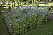 Mow down of notchleaf in bloom in a garden