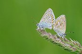 Mating of Butterflies on an ear Normandie