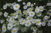 German Chamomiles in bloom France