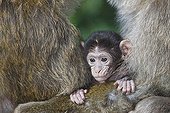 Young Barbary macaque between two adults Alsace France