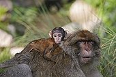 Young Barbary macaque on the back of an adult Alsace France