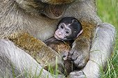 Young Barbary macaque in the arms of an adult Alsace France