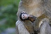 Young Barbary macaque in the arms of an adult Alsace France