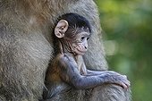 Young Barbary macaque in the arms of an adult Alsace France