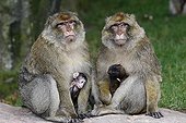 Young Barbary macaques in the arms of adults Alsace France