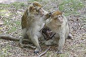 Young Barbary macaque between two adults Alsace France