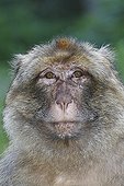 Portrait of a Barbary macaque Alsace France
