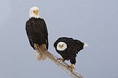 Bald Eagles in a tree Kenai peninsula Alaska