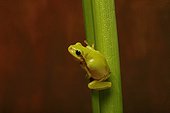 European Tree Frog hung from a rod plant