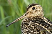 Portrait of a Great snipe Poland