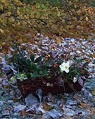 Bouquet in a basket in a garden in winter