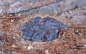 Young Common Swift chicks at nest