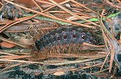 Asian Gypsy Moth caterpillar making its nest