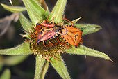 Red Shield Bugs mating on a flower