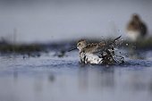 Dunlin in Grande Brière Nature Park France