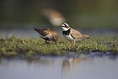 Dunlin &  Common Ringed Plover searching for food France