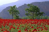 Field of Corn Poppies in bloom with Hackberries and cliffs