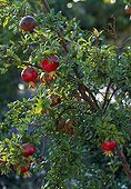 Pomegranate in fruit in a garden