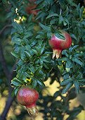 Pomegranate in fruit in a garden