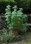 Apple mint in pot in a garden