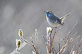 Bluethroat male singing in Swedish Lapland