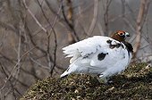 Male Willow Ptarmigan in spring during its moult  ; The legs are emplumées and allow him to walk in the snow