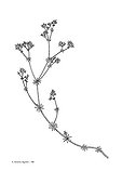 Drawing of a Woodruff in bloom with Indian ink