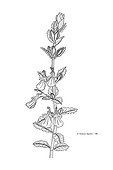 Drawing of a Germander inflorescence with Indian ink