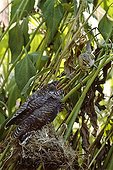 Common Cuckoo in the nest fed by a Warbler Catalonia