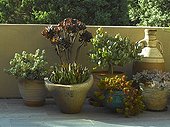 Succulents plants in pot on a garden terrace
